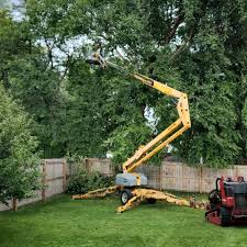 How Our Tree Care Process Works  in Wabasha, MN